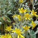 Brachyglottis greyi 2